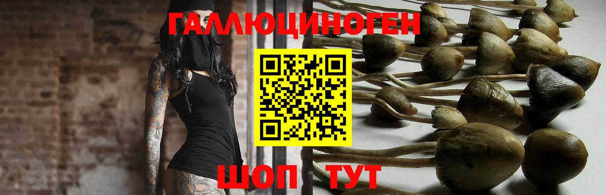 Псилоцибиновые грибы Cubensis Дмитров